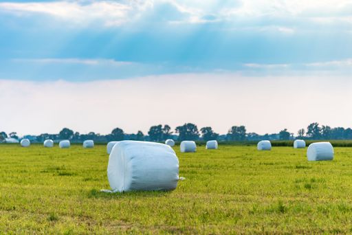 A view of haystacks wrapped in white foil with a green meadow in the background during sunset