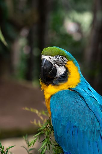 A vertical shot of a Macaw bird against a blurred background