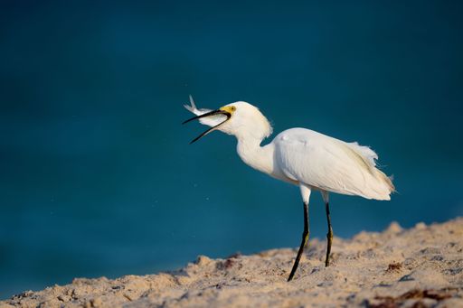 A shallow focus shot of adorable Snowy egret eating fish while standing on the lakeshore
