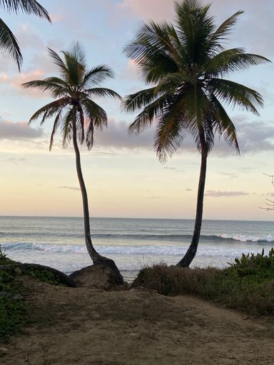 A vertical shot of two palm trees at the beach at sunset of Rincon, Puerto Rico