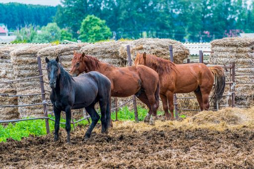 Small group of young, powerful and strong horses move slowly along muddy pasture in fenced stable.