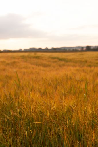 A vertical shot of a dry grass field