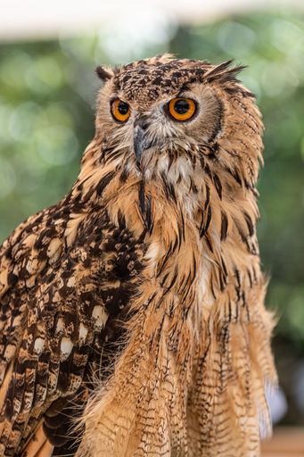 A vertical closeup shot of a brown owl with a blurred background