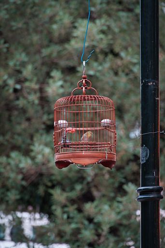 A vertical shot of a cute small parrot in a red cage hanging from a pole with a tree on the blurred background