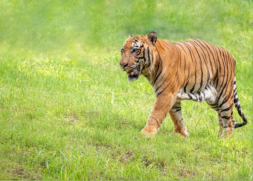 A closeup of a tiger walking through green field in national park