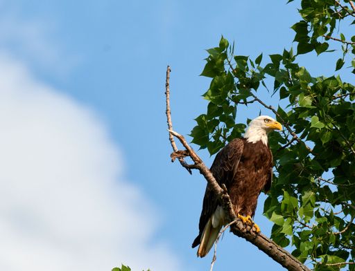 A Bald Eagle  perched on a barren tree branch against a blue sky