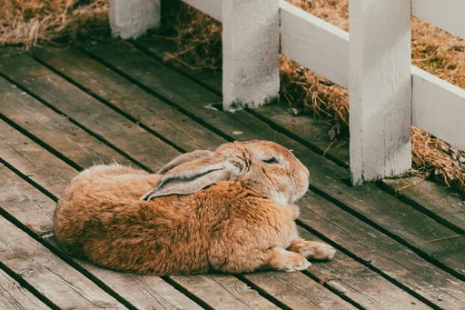 A closeup shot of red sitting on a wooden house terrace on a sunny day