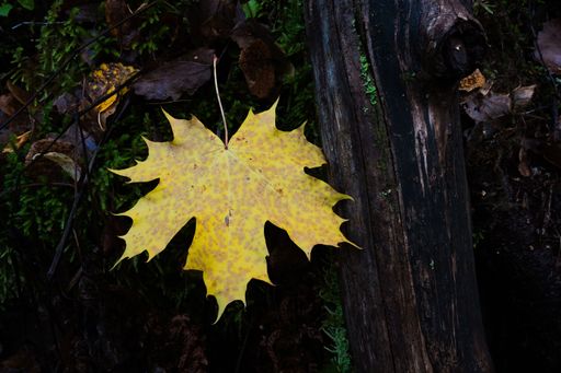 A yellow leaf of maple on the forest bed of a valley