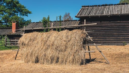 A stack of hay drying in the sun on the background of rural wooden buildings