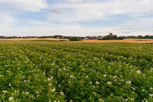A rural landscape with a beautiful field at Toten, Norway