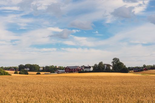 A rural landscape with a beautiful field at Toten, Norway
