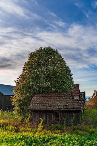 A vertical shot of an abandoned wooden cabin with a tree and a cloudy sky in the background.