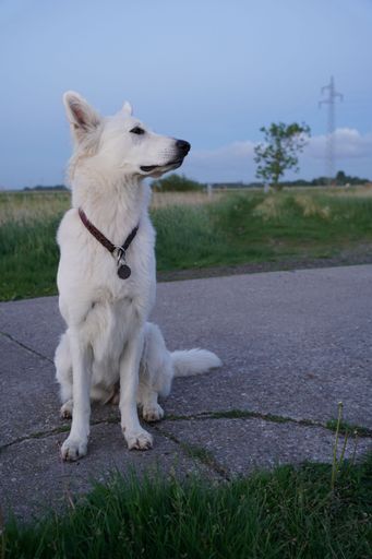 The close-up shot of white Swiss Shepherd dog in the countryside, vertical