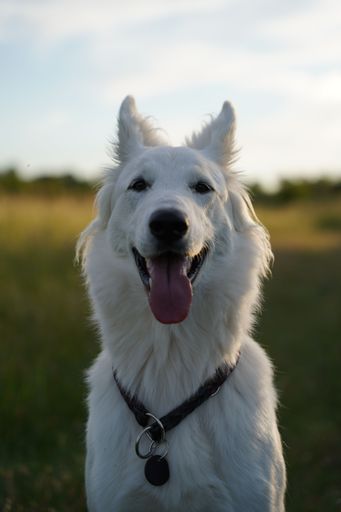 The close-up shot of white Swiss Shepherd dog in the countryside, vertical
