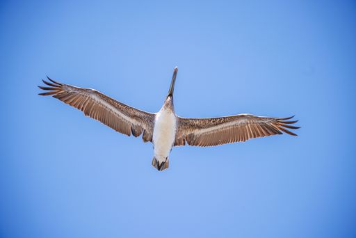 A low angle shot of a brown pelican flying in blue sky on a sunny day
