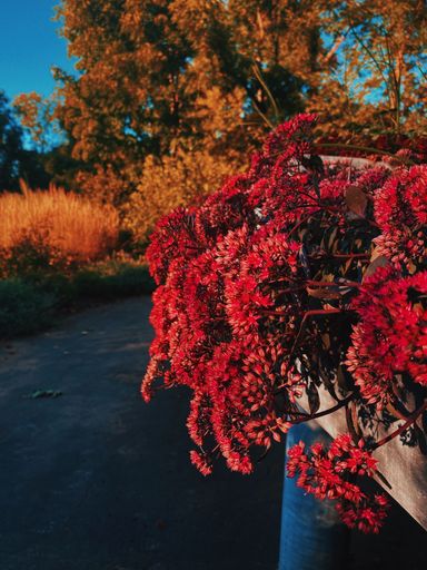 the vertical view of the plants by the street at fall