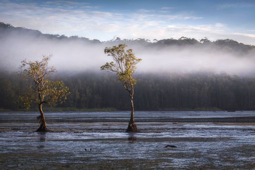 A beautiful shot of trees growing in the water on a misty day at Cochrane Lagoon, Australia