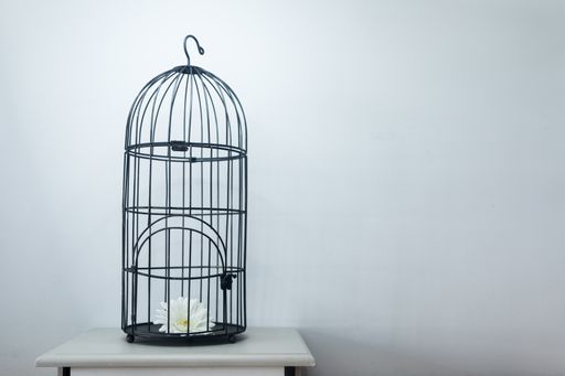 A white gerbera flower in a black decorative bird cage on a table against a white wall