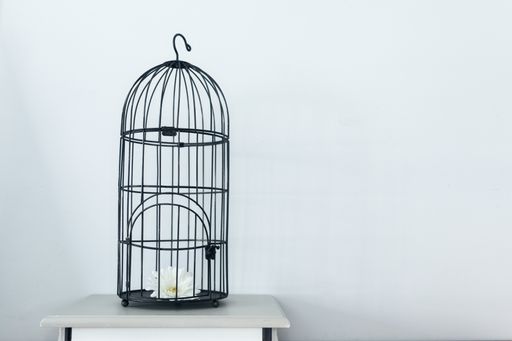 A white gerbera flower in a black decorative bird cage on a table against a white wall