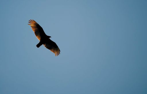 A flying condor in clear blue sky