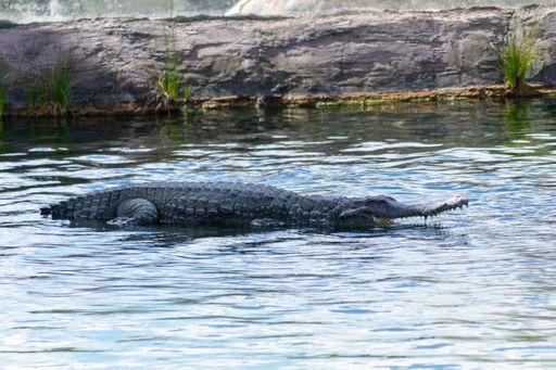 Crocodile resting in the water