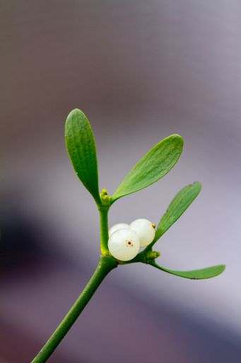 A vertical shot of mistletoe under the sunlight with a blurry background