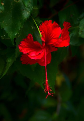 An Red Costa Rica flower
