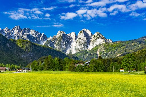 The image shows a large field of yellow flowers in the town of Gosau with snow covered mountains in the distance under a beautiful blue sky