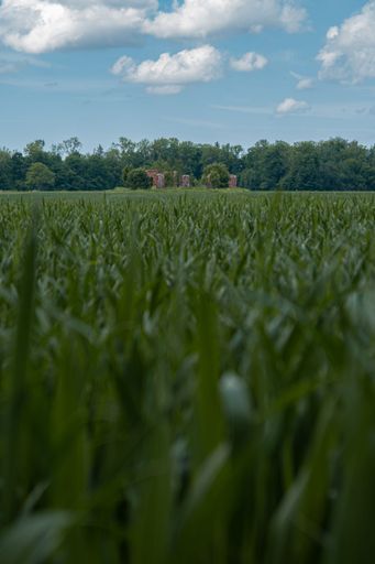 A closeup vertical shot of green grass with lush trees and a blue sky in the background