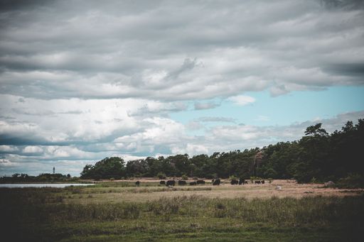 A beautiful shot of green field with sheep and lake under cloudy sky