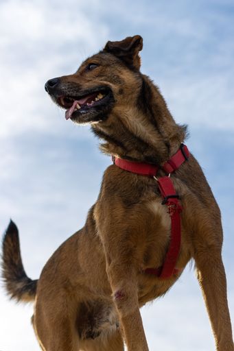 An adorable image of a pup looking up into the sky, with a peaceful expression and sun beaming down from above