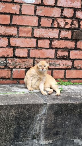 Portrait of a cat sitting against a brick wall