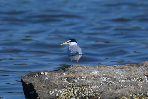 A closeup of a Least Tern standing on a rock at a beach