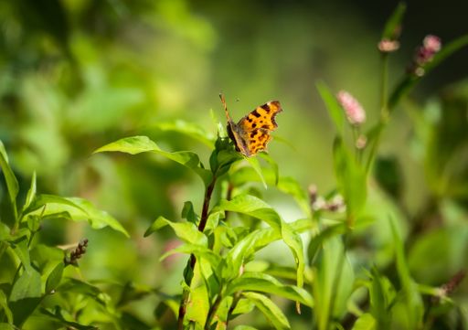 A closeup of a Tortoiseshell butterfly resting on a green plant