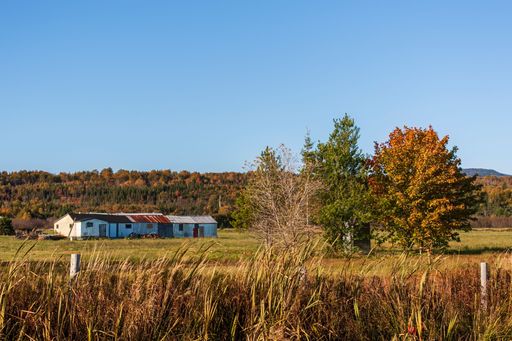 A beautiful shot of country houses on a field surrounded by trees in the autumn