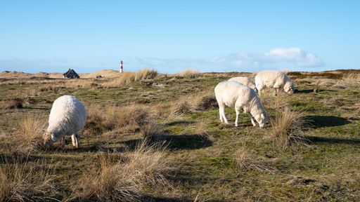 A herd of sheeps grazing on the green fields in Sylt, Germany under blue sky