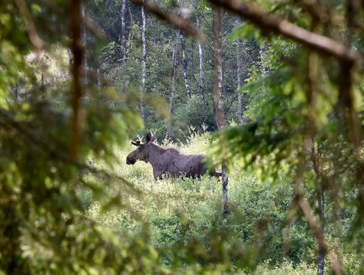 a back view of a moose in the forest with tree branches on the foreground, Alces alces