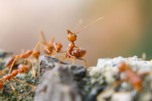 A macro shot of a group orange ants crawling on top of each other