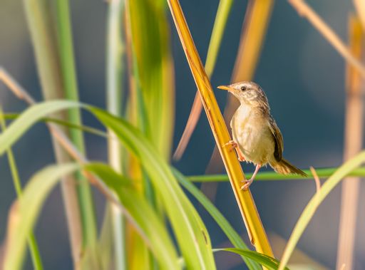 A Zitting Cisticola perching on a grass