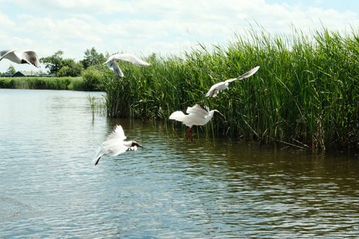 four great egrets flying over marsh, grass and trees on the background