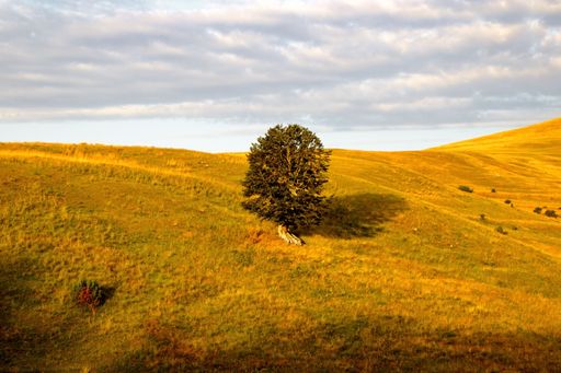 A beautiful shot of a lone tree on a rural valley in Morine, Bosnia and Herzegovina