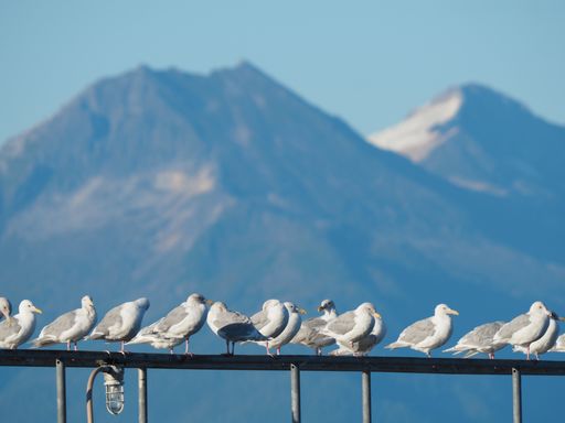 A flock of seagulls perched on a metal fence with high rocky mountains in the background