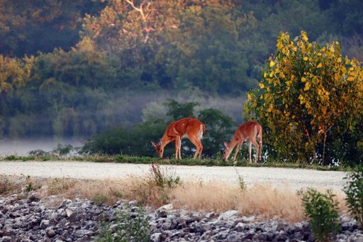 A horizontal shot of a doe and a fawn eating grass with a lake in the background