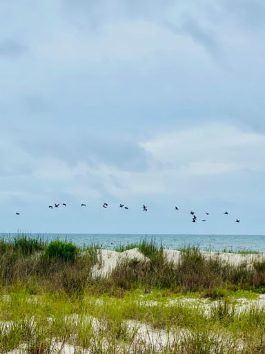 A vertical shot of beach grass and a flock of Pelicans flying over the ocean on a cloudy day