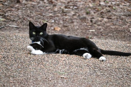A closeup of a black cat with white paws laying on the ground
