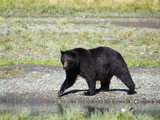 A closeup shot of a black bear