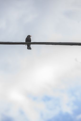 A vertical shot of a bird perched on an electric wire against a  cloudy sky