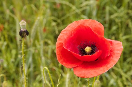 The high-angle macro shot of a common poppy blooming in a meadow