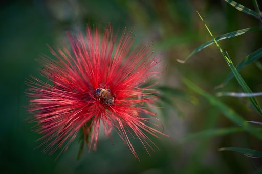 A closeup shot of a bee on a beautiful red plant