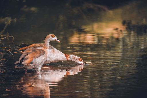 A beautiful closeup portrait of Egyptian geese drinking water on a lake